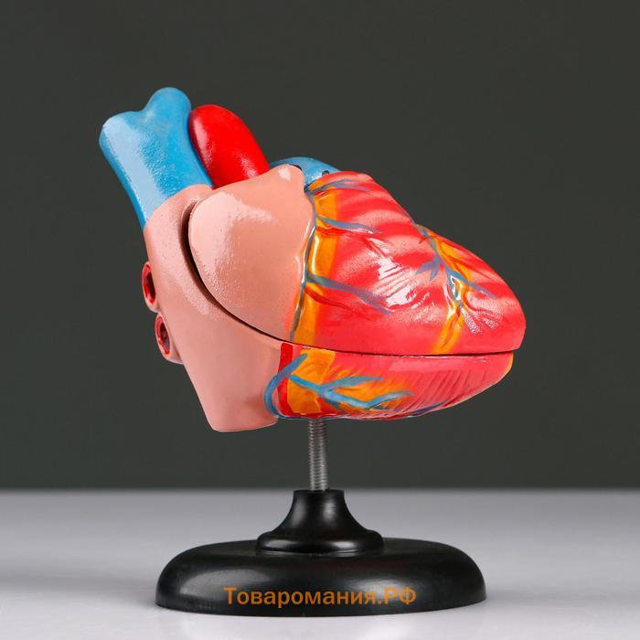 Анатомическая модель «Макет сердца человека», 14×10 см