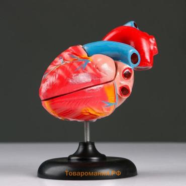 Анатомическая модель «Макет сердца человека», 14×10 см